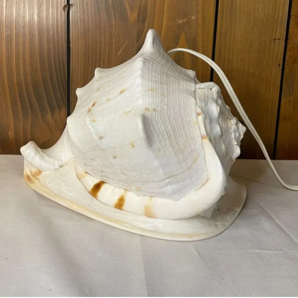 Queen conch shell lamp